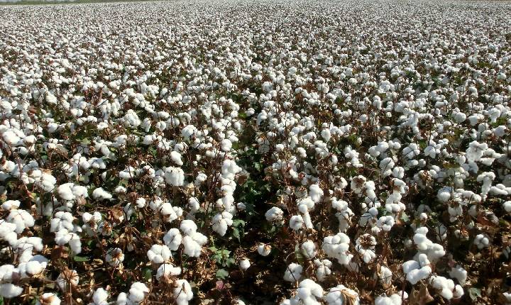 Embrapa anuncia bioinseticida contra pragas na soja, milho e algodão