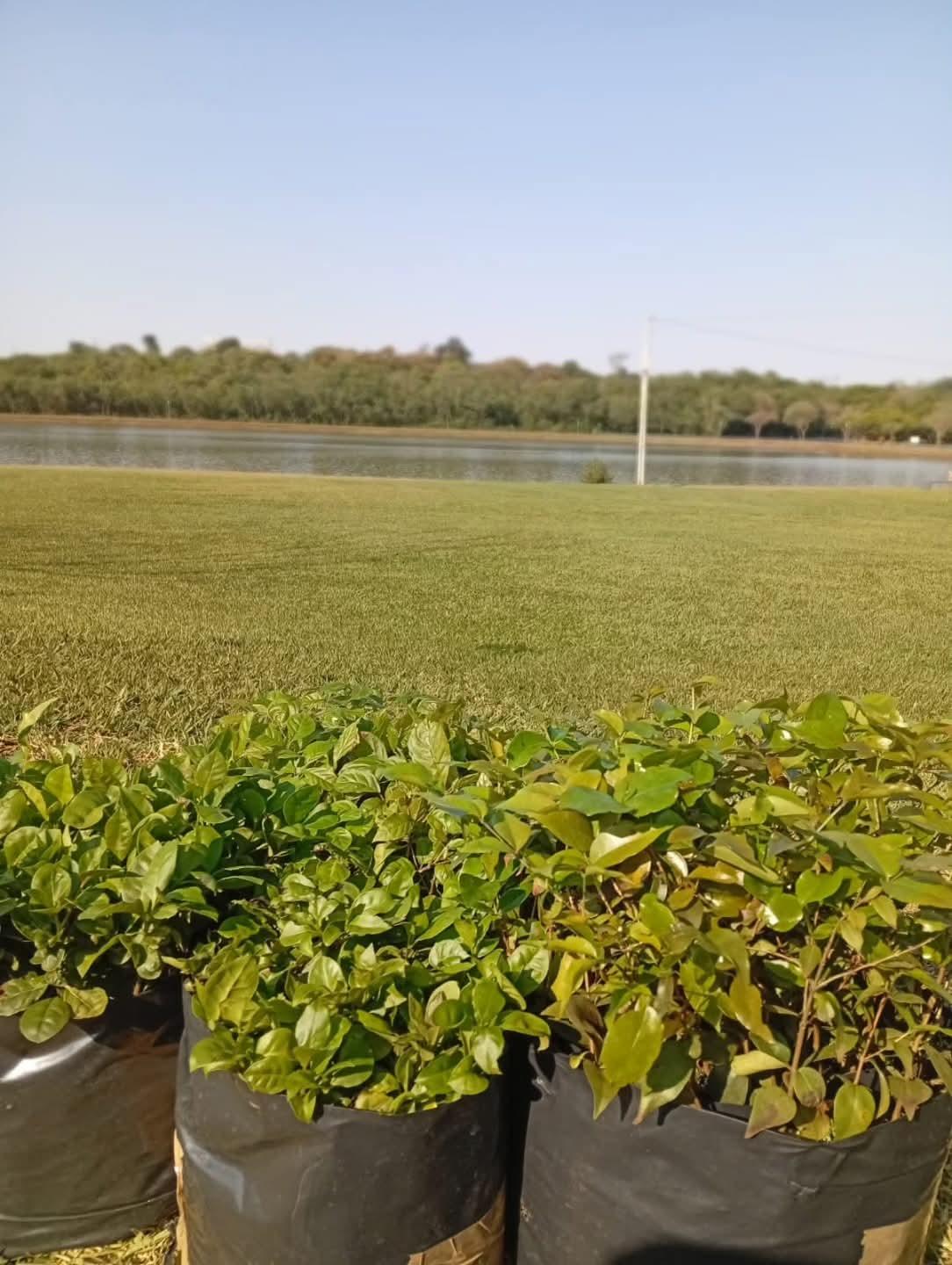 Assis Chateaubriand promove ação especial em celebração ao Dia da Árvore neste sábado.