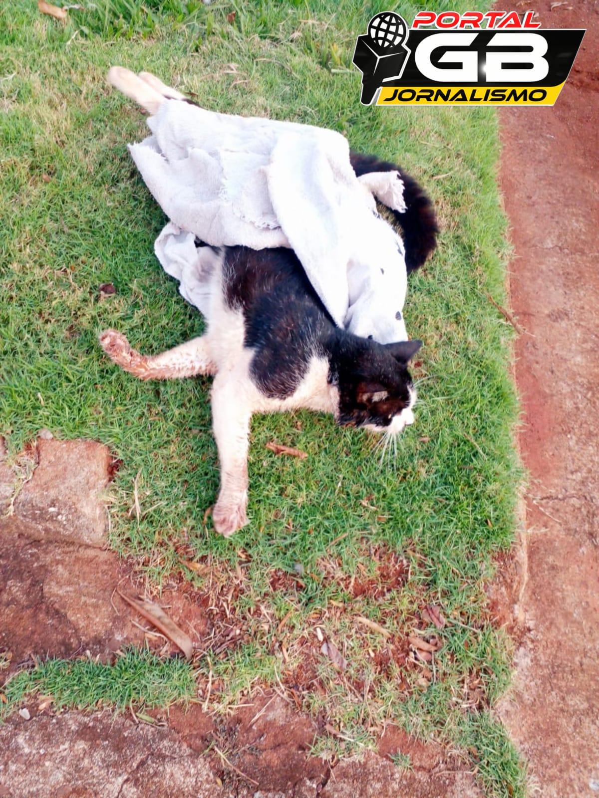 Em Assis Chateaubriand: Gatos estão morrendo por envenenamento no Jardim Panorama