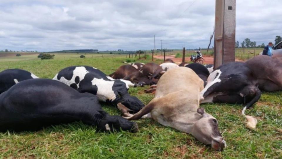 Descarga elétrica causa morte de 19 vacas em propriedade rural do Paraná