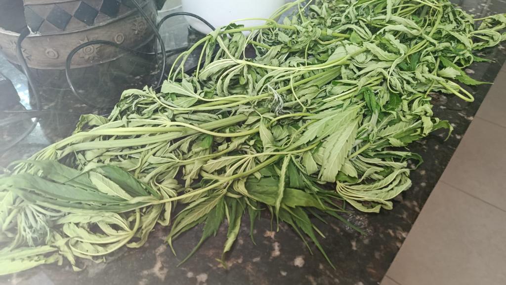 Mulher encontra pés de maconha ao limpar terreno e aciona a Polícia Militar em Toledo