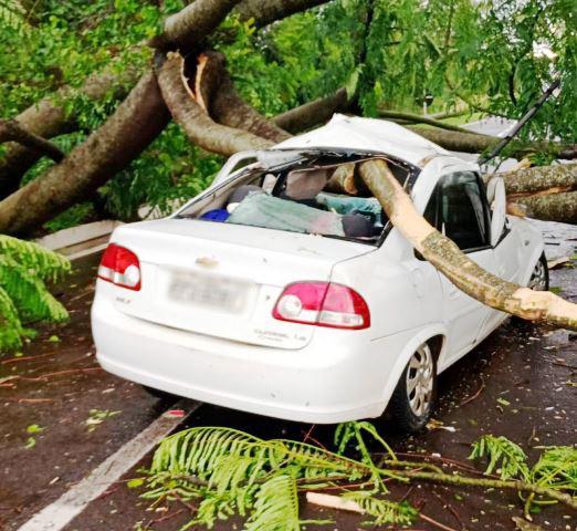 Árvore cai sobre carro e jovem escapa por pouco de tragédia na BR-272