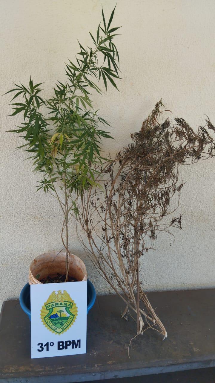 Em Assis Chateaubriand PM realiza prisão e apreensão de pés de maconha