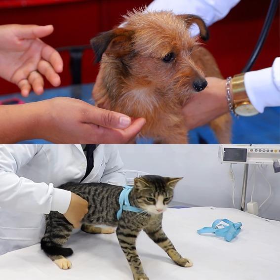Assis Chateaubriand terá 256 castrações gratuitas de cães e gatos pelo programa CastraPet Paraná