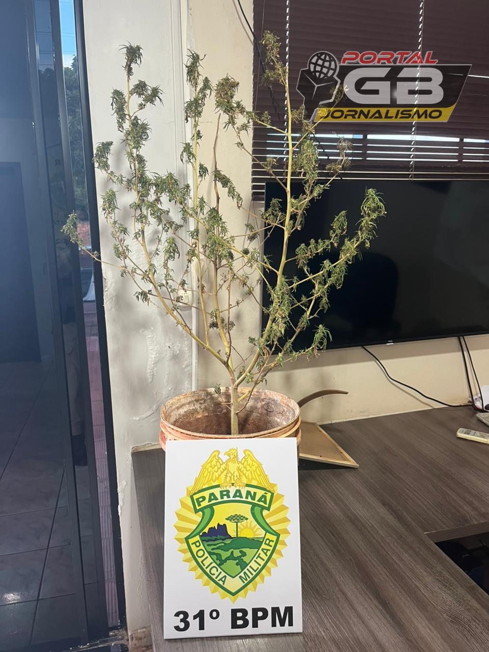 Em Jesuítas PM encontra pé de maconha em residência