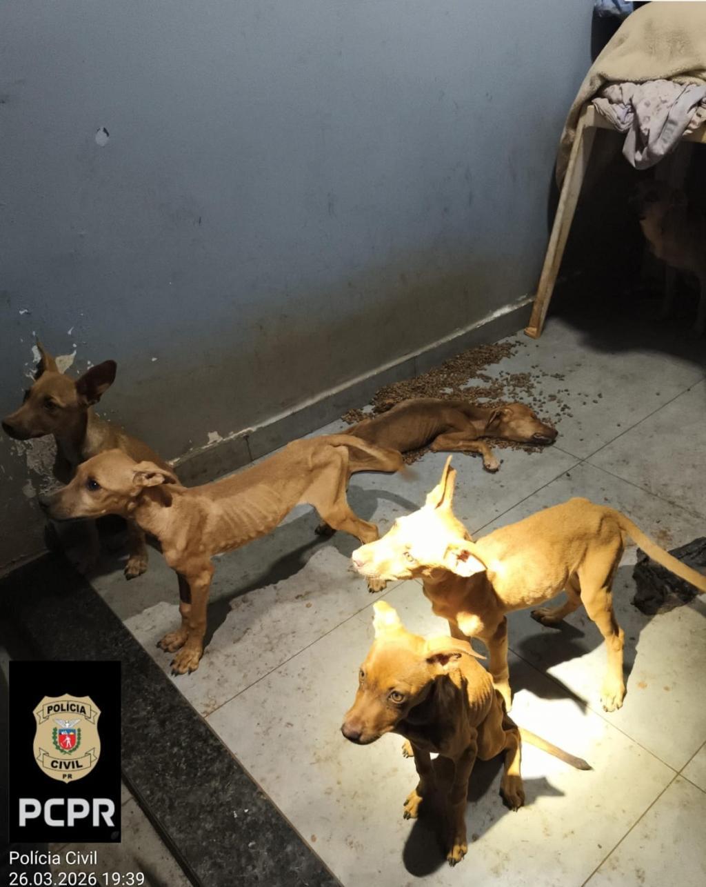 Filhote morto e cães debilitados levam duas mulheres à prisão em Toledo