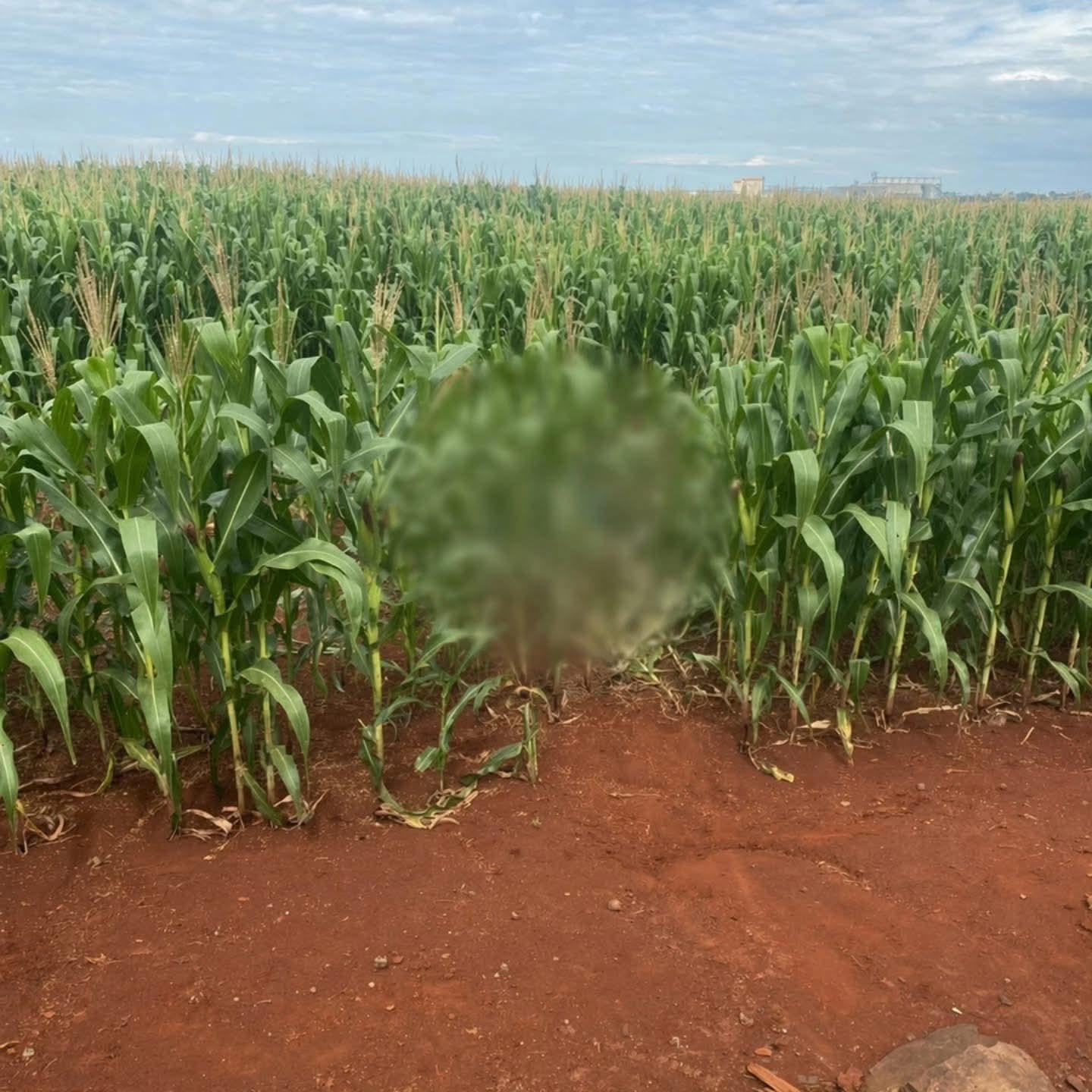Em Jesuítas corpo em avançado estado de decomposição é encontrado em plantação de milho