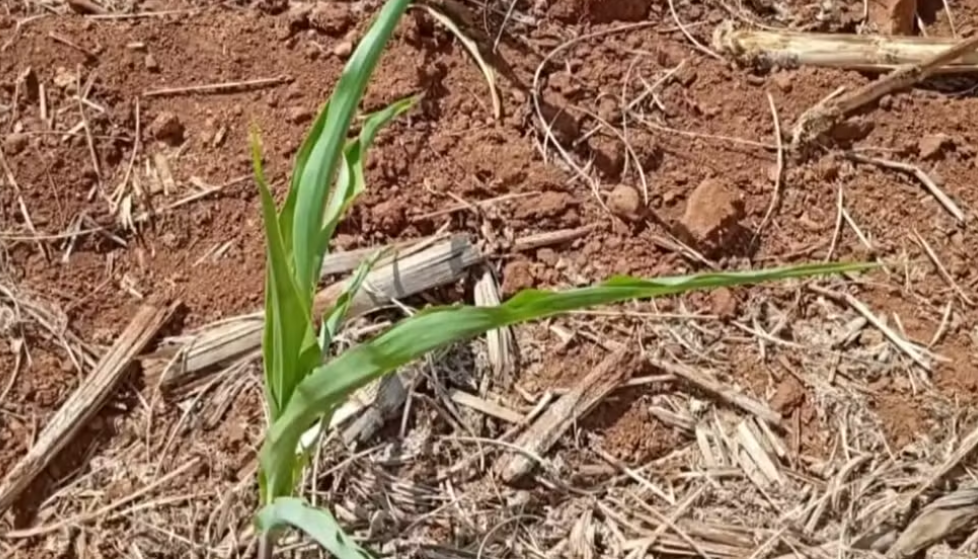 Estiagem leva 12 municípios do Paraná a decretarem situação de emergência